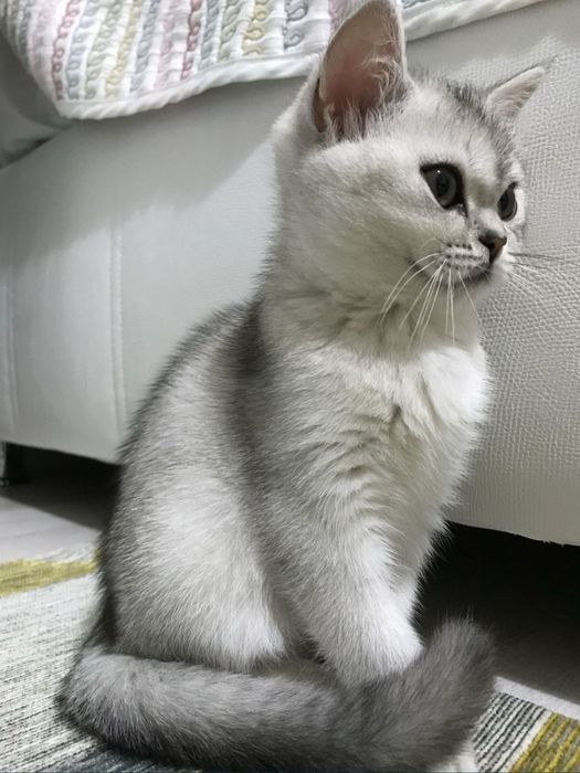 Серебристая шиншила