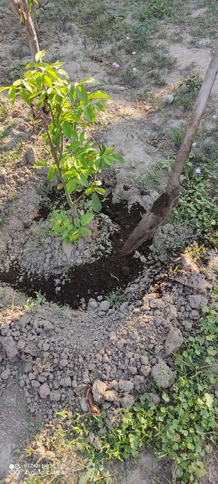 Тоза чириган гунг йетказиб берамиз