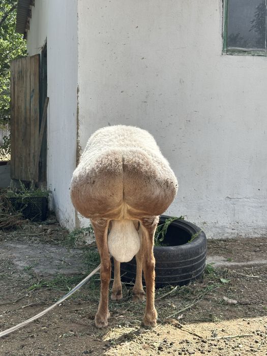 Кочкар Едильбайский и Арашан