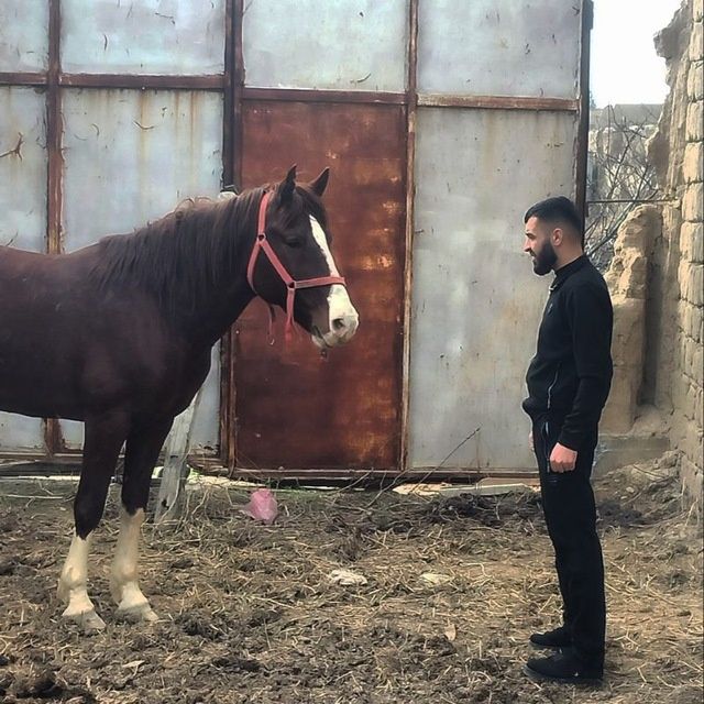 Ot sotiladi  Mustang narx 30million qogan telda gaplawiladi