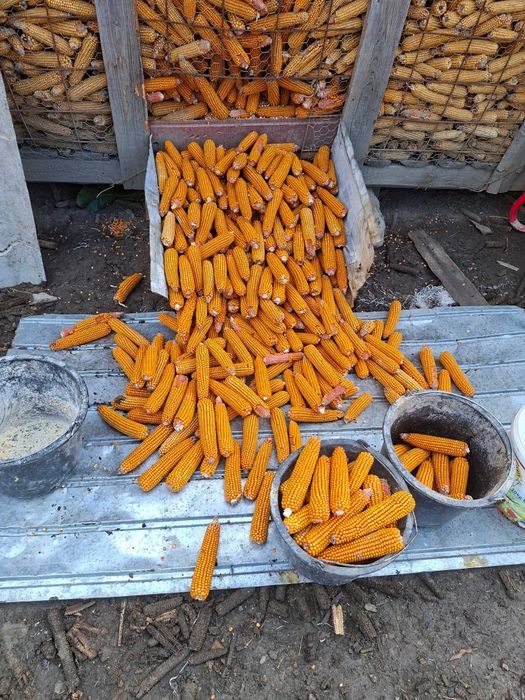 Vând graunte sticlos  calitatea 1,  1.3 kg , tel 0757126076