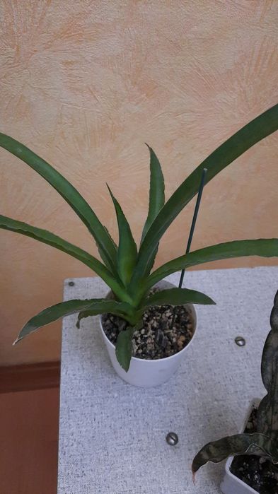 Сансевиерия сортовая.