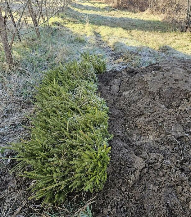 Puieți.  salcam molid brad mesteacăn fag paltin carpân plop tuia t