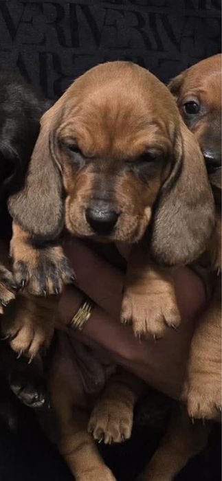 Teckel tekel techel par scurt