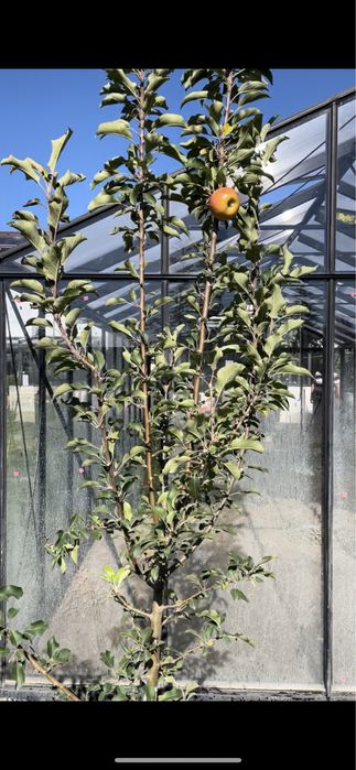 Pomi fructiferi pe rod