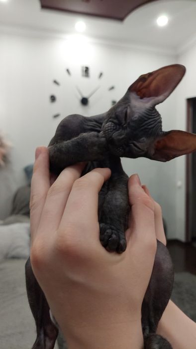 Продаётся котик породы Донского Сфинкса