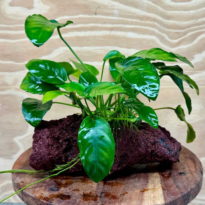 Acvariu 350L + dulap de baza, Set complet pt. pesti sau testoasa.