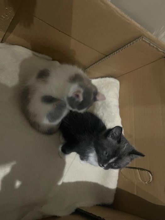 Отдаем кошек в хорошие руки