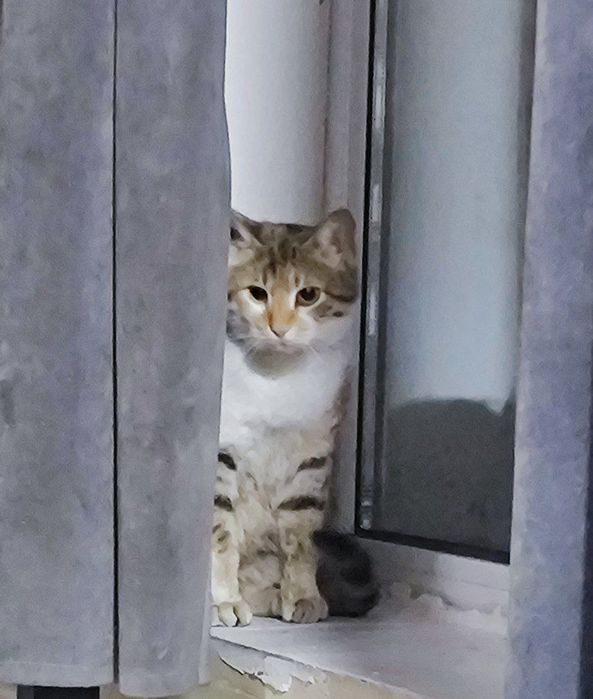 Uy mushugi sotiladi.