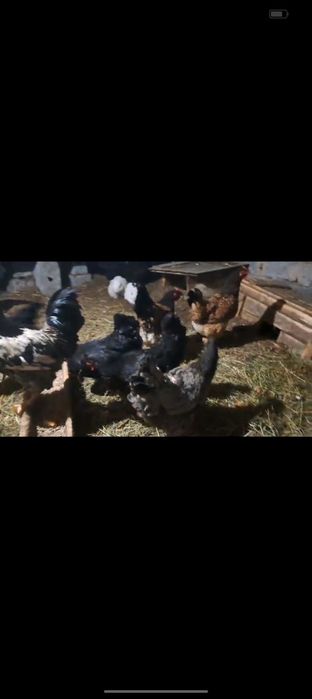 дамашни  тауықтар