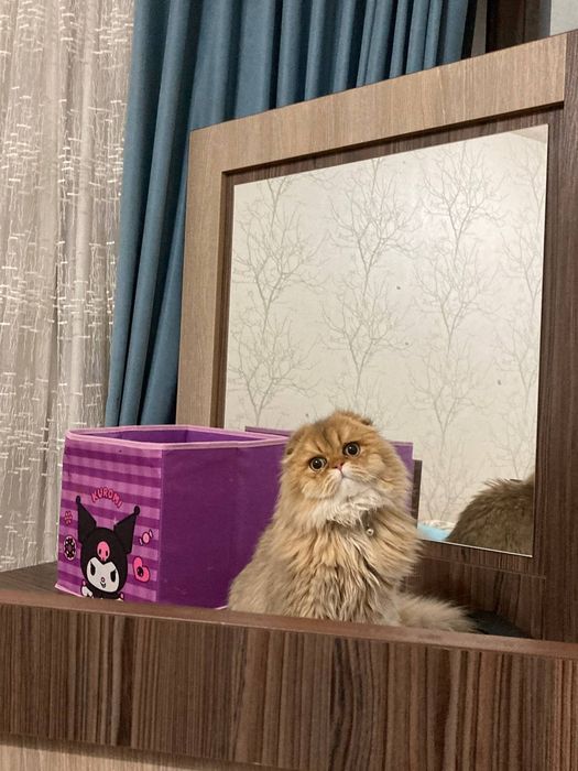 Золотистый шиншила