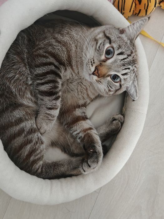 Мощный котик отдам