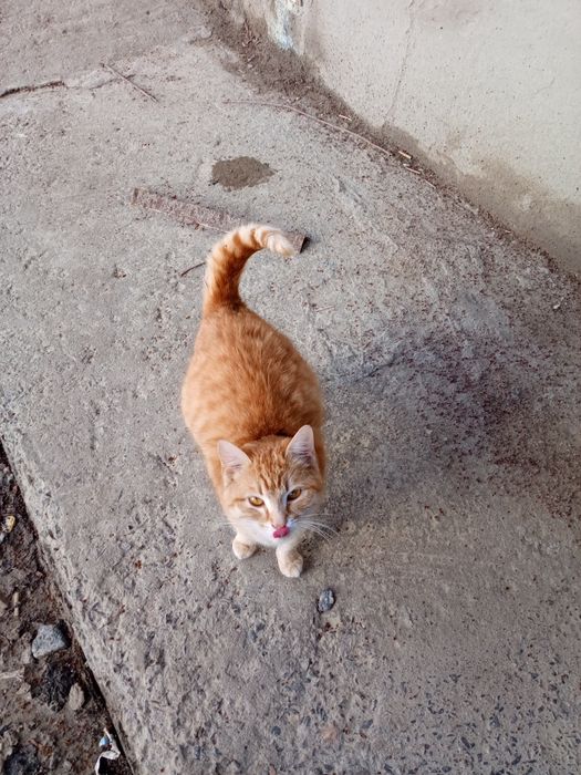 Рыжая Кошечка ищет дом помогите