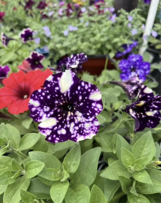 П е т у н и я - о д н о л е т к а