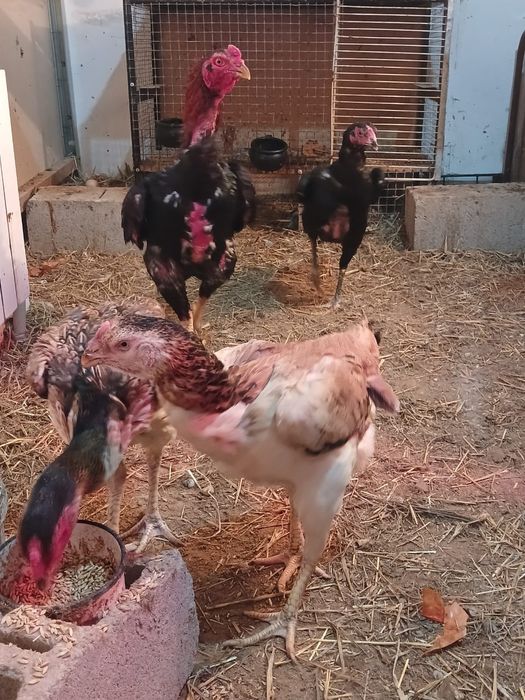 Яйцо Дакан 3000тг