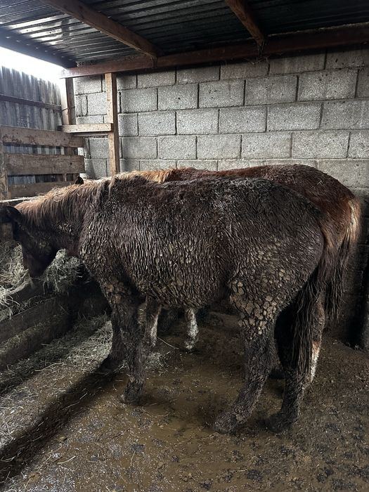 Жеребцы құнан соғым