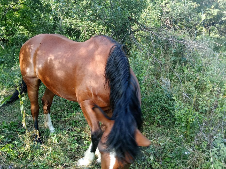 Vând cal în Nehoiu
