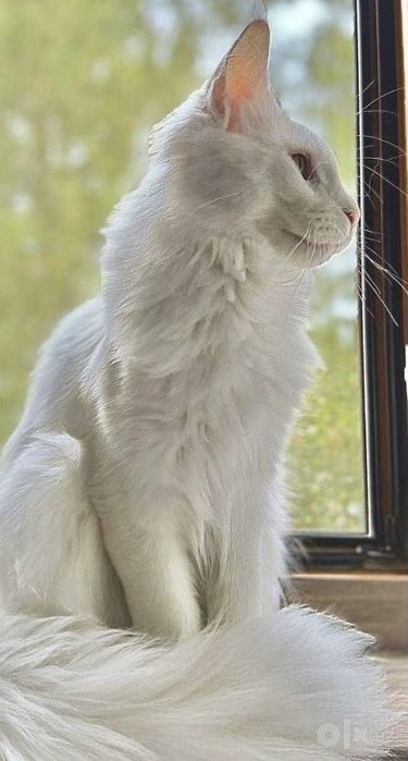 Чистокровный белоснежный Мейн-кун с документами! (Maine Coon)