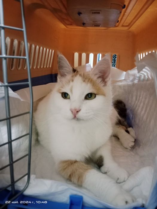 Снежана ждёт семью