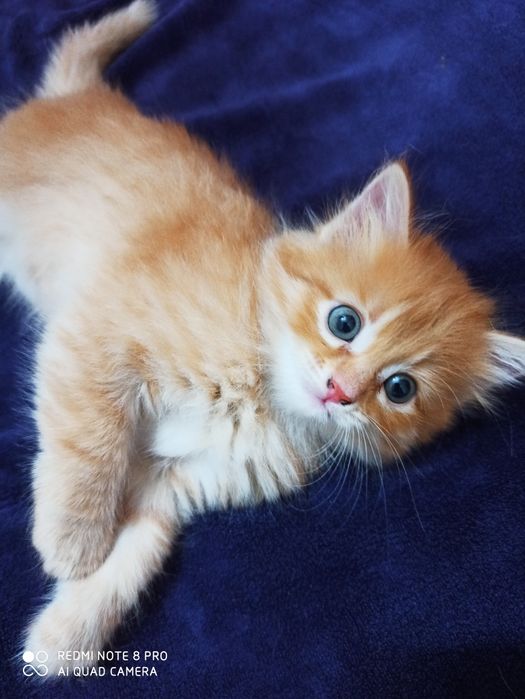 Отдам котят в хорошие руки
