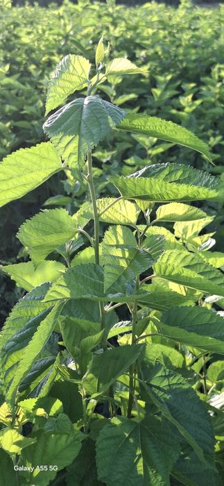 Тут кучатлари сотилади Бир йиллик  500 сумдан йана келишамиз