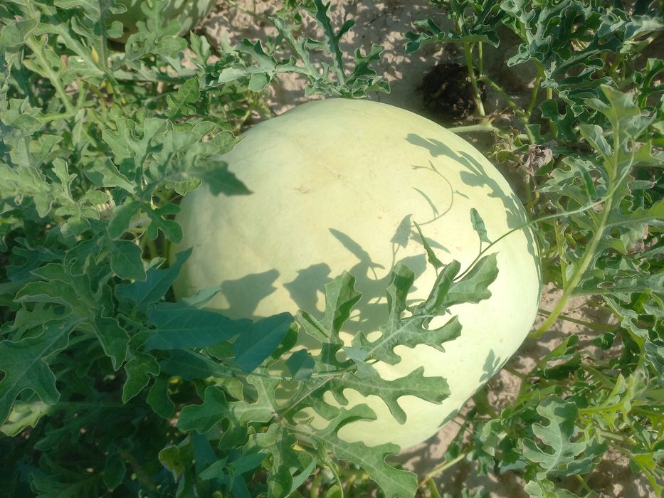 Продам семена белого арбуза