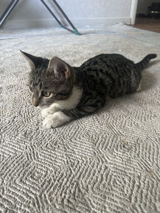 Отдам в хорошие руки котенка