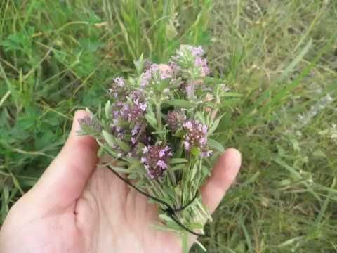 Чабрец (собственного сбора)