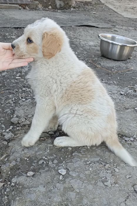 Щенки бесплатно!