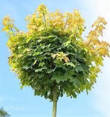 Acer Globular Galben La Ghiveci