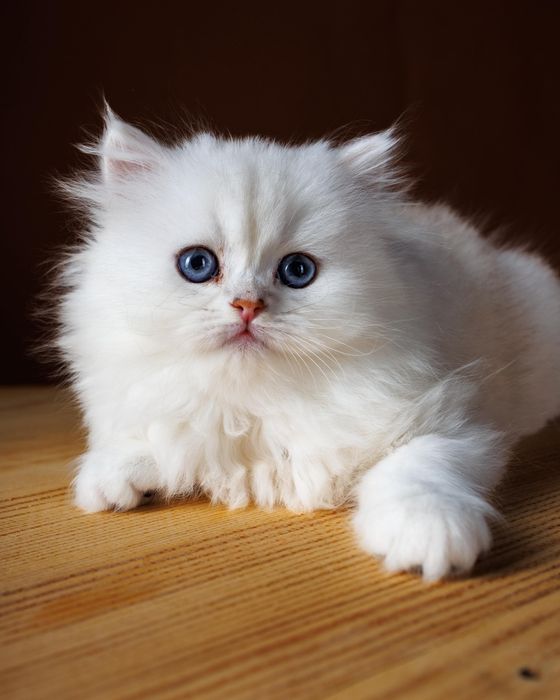 Длиношерстные серебро котята