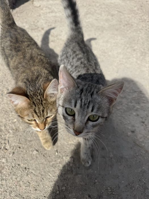 Котята 10 месяцев