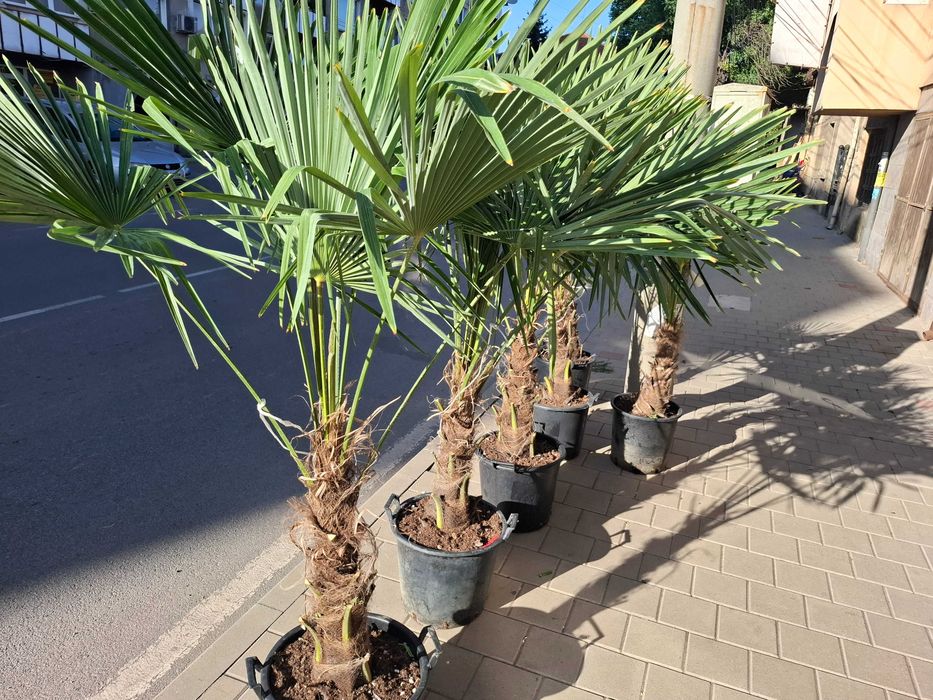 Палми Трахикарпус