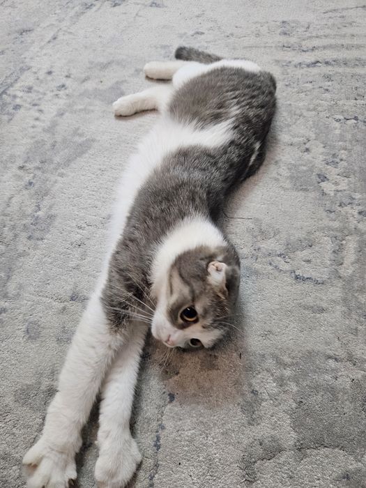 Отдам кошку. 1 год.