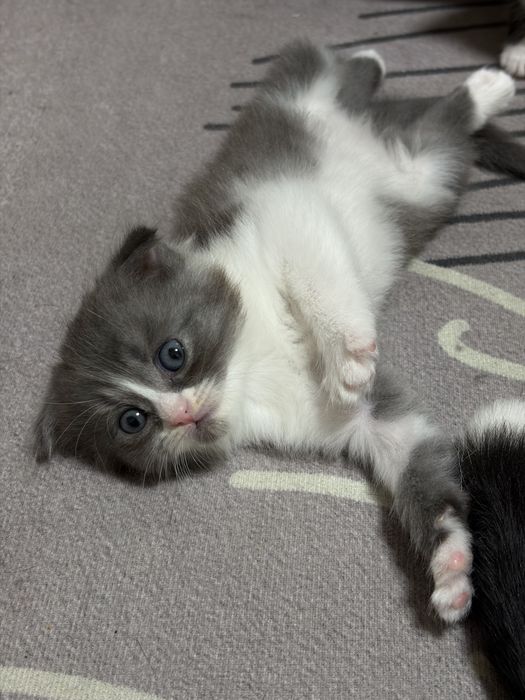 Котята вислоухие