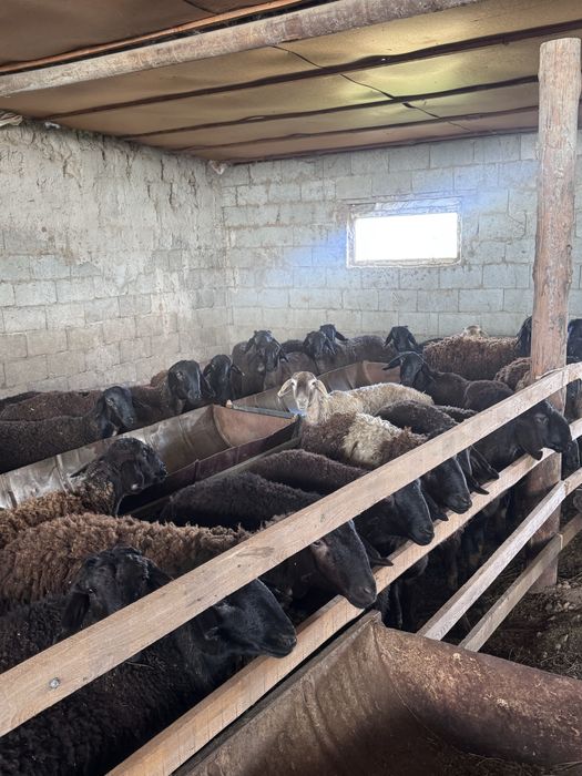 Семіз қойлар сатылады