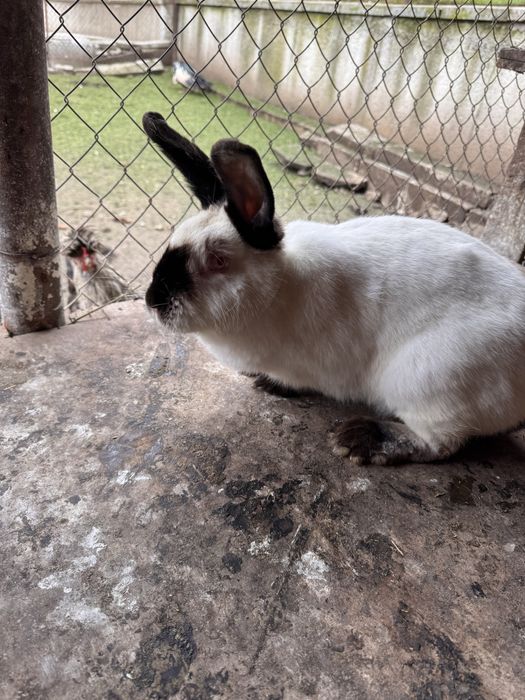 Продавам големи и малки зайци