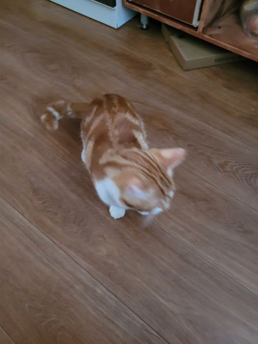 Отдам кота в добрые руки 5месяцев