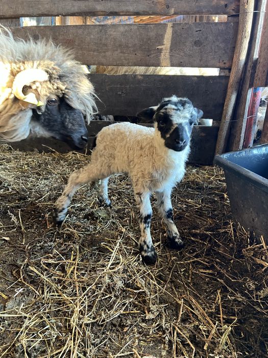 Disponibila mieluță din 2