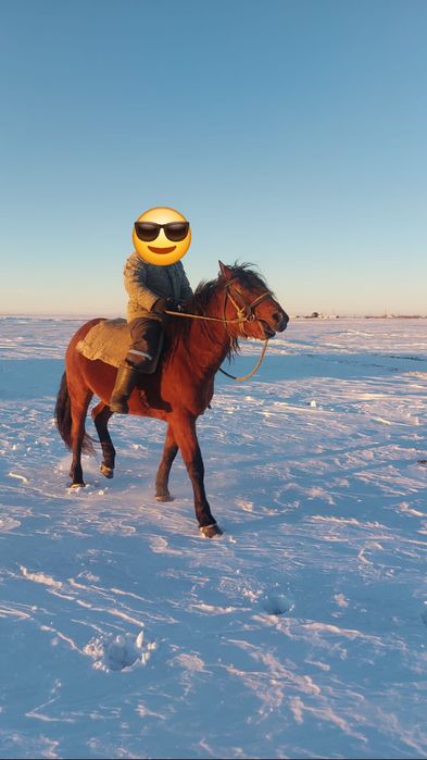 Племенной кушумский жеребец