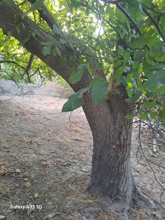 Yongoq daraxt sotiladi