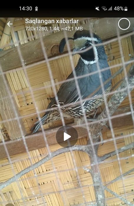 Продаются бедана Калифорнийская