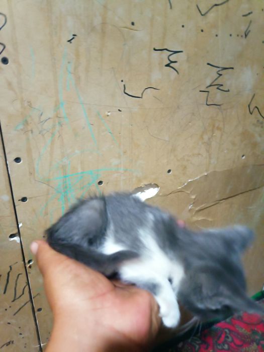 mushuk bolasi kichkina