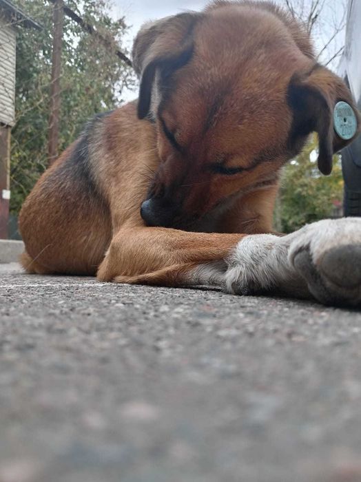 Пёс интелегент срочно ищет дом!