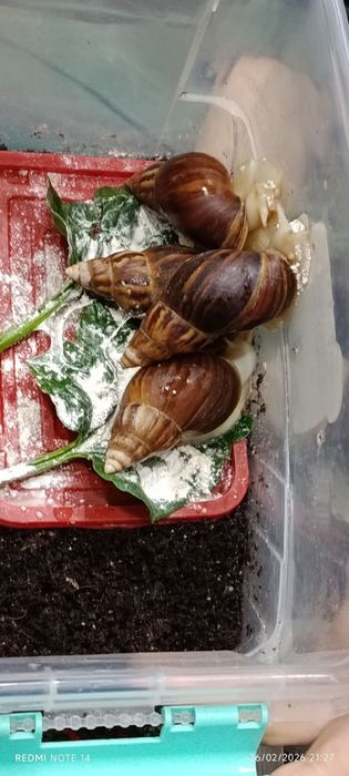 Ulitka sotiladi ahatina fulika albinos tuhimlagan