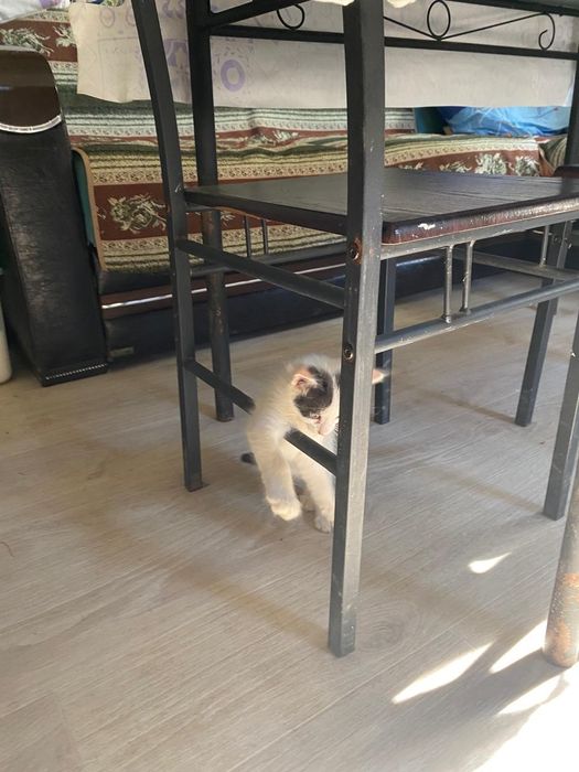 Бесплатно котята срочно