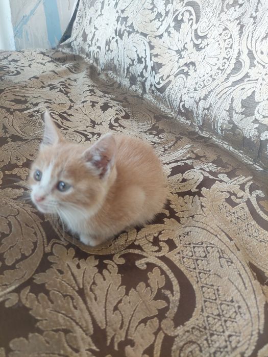Отдам котят в хорошие руки