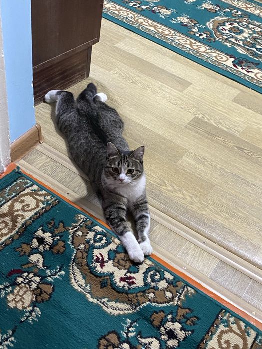 Пропала кошка Ника