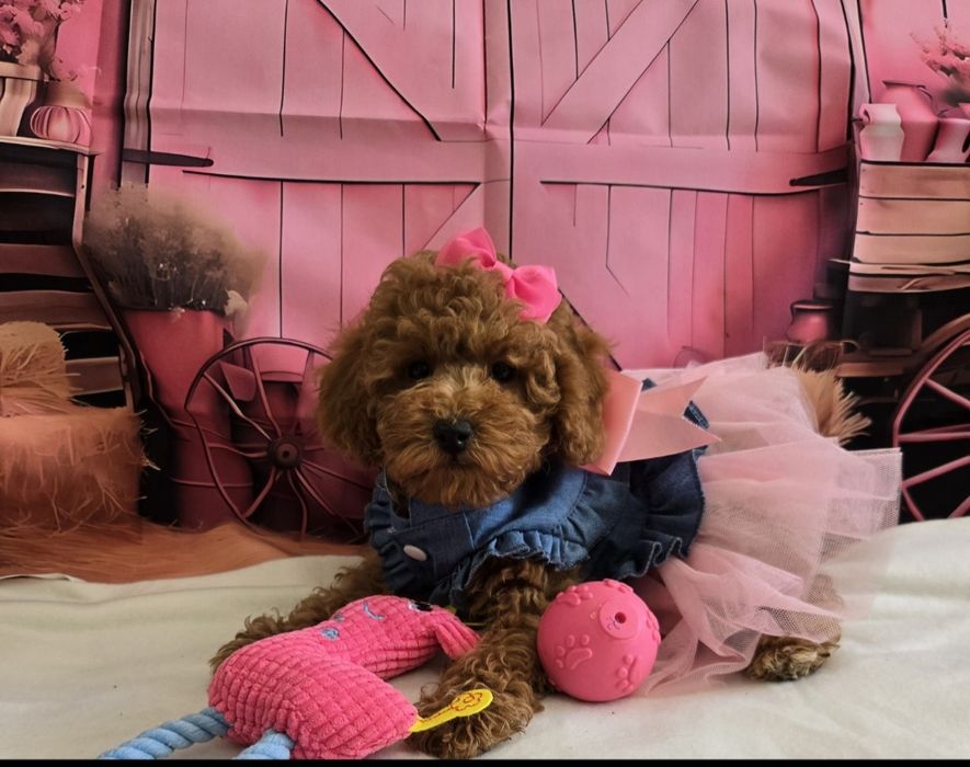 Пудел той/мини Poodle toy с родословие