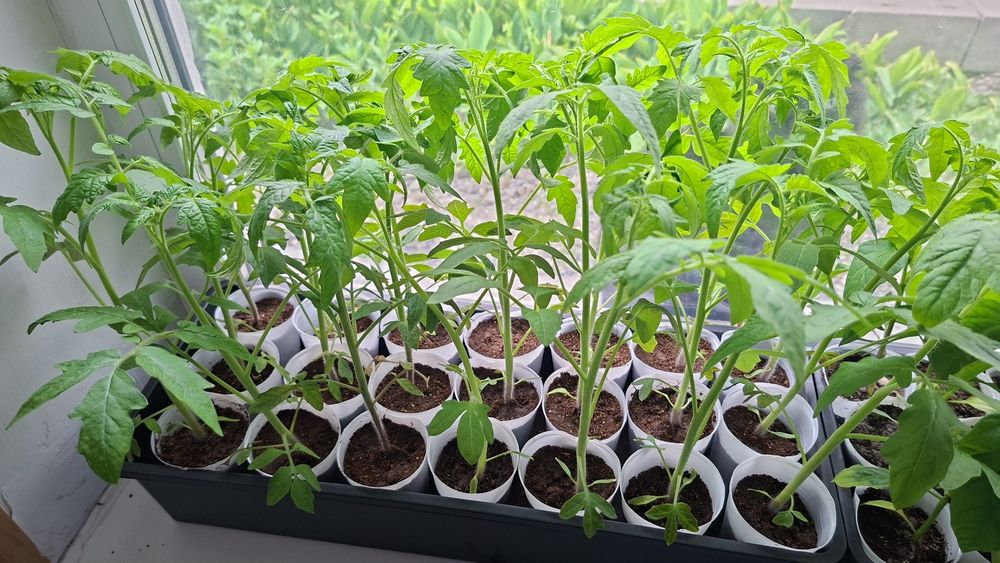 Продам рассаду помидор, переца и баклажанн